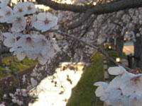 折り戸川のさくら_s