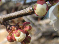 もう春ですね_s