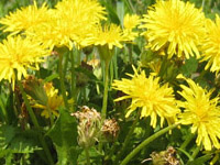 地べたのたんぽぽ_s