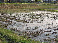 田植え準備_s