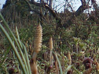 つくしがいっぱい_s