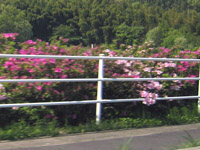 ツツジが見頃_s