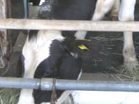 名古屋市農業センターのうし_s