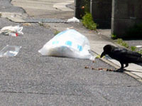 カラスが…_s