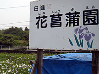 日進　花菖蒲園