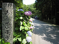 あじさい遊歩道_s