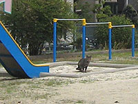 公園に猫_s