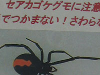 毒グモに注意！_s