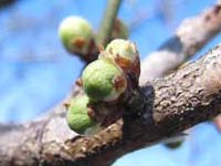 もうすぐ春かな