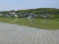 田植えの季節