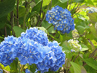 あじさい　紫陽花　アジサイ