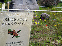 王滝村のどんぐり