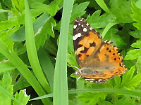 オレンジの蝶　ヒメアカタテハ