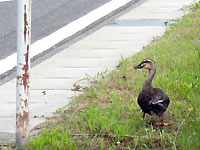 アイガモ農法？