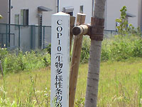 COP10（生物多様性条約第10回締約国会議）の記念樹