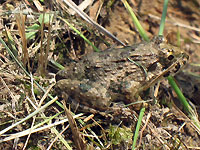 日進市の田んぼ見つけたカエル