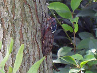 晩夏を告げるセミの鳴き声