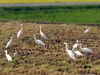 稲刈りとサギ風景