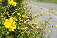 キバナコスモスが満開