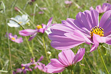 オオハルシャギク（大春車菊）