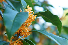 日進市の木　キンモクセイ