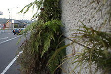 高速道路壁面から生えるシダ植物