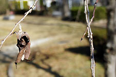 最近見かけない「みのむし」