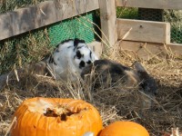 今年の干支はうさぎ