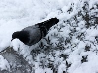 平成23年1月17日大雪の日に見つけた鳩の足跡