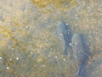 三本木川で泳ぐ鯉