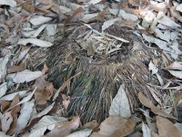 竹を切った跡？？