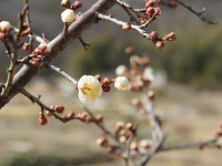 梅の花咲き始め｜日進市岩崎町炊竹田