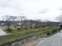 岩崎側の桜並木