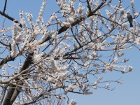 ヒヨドリと梅の花