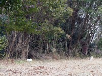 愛知県みよし市【三好公園】周辺の森には、野良猫がいっぱい