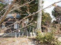州原社の桜はそろそろ