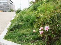 つつじが咲いている