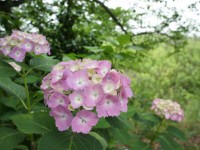 ピンクのあじさい