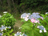 額紫陽花_八女2008年撮影