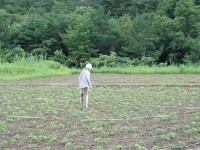 あやしい人影が畑に