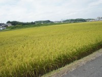 実るほど頭を垂れる稲穂かな