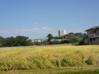 稲刈りが始まった