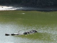 池殺生で白鷺と亀が仲良く