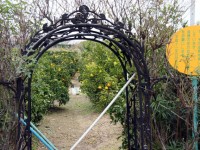 小学校のみかん園