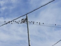 鳥たちも寒くてかたまって