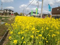 春の風物詩、菜の花