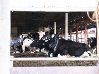 牛がきもちよさそうに