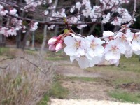 岩崎城春祭りは、4月8日ですよ～