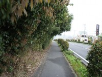 木がせり出している