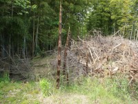 なが～～い竹の子